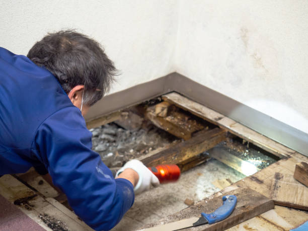 Best White Mold Remediation in Logan, WV