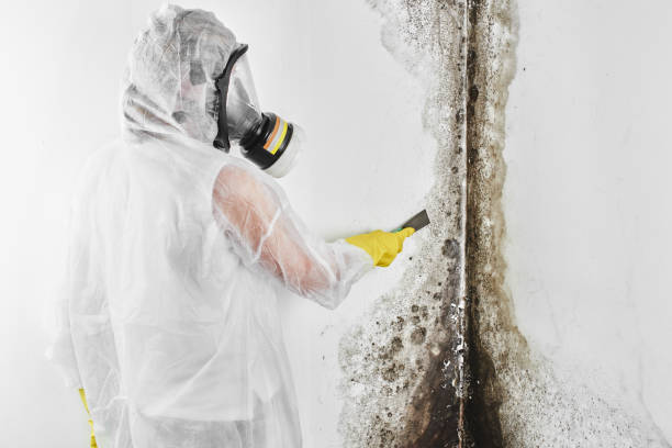 Best Post-Flood Mold Remediation in Logan, WV