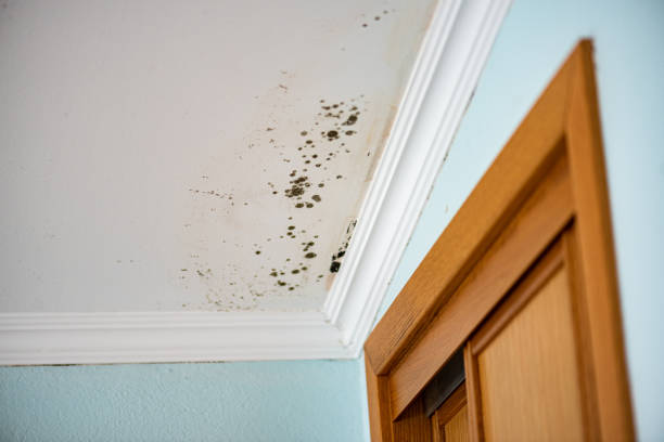 Best Basement Mold Remediation in Logan, WV