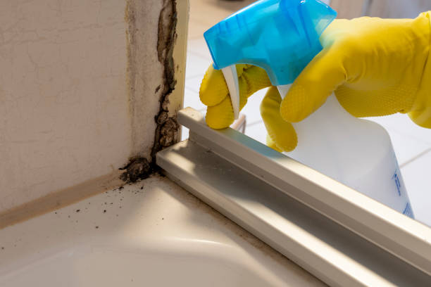 Best Localized Mold Remediation (e.g., coastal areas, humid climates) in Logan, WV