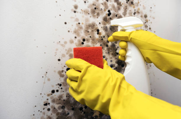 Best Residential Mold Remediation in Logan, WV