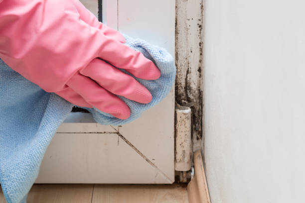 Best Localized Mold Remediation (e.g., coastal areas, humid climates) in Logan, WV