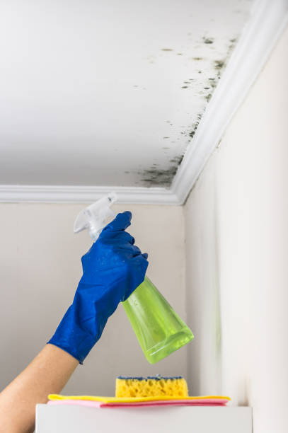 Best Commercial Mold Remediation in Logan, WV