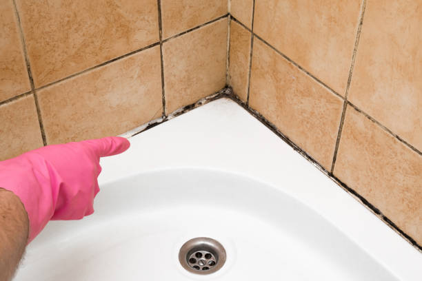 Best DIY Mold Remediation Support Services in Logan, WV